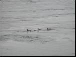 Click on one of the size names above to enlarge this image Click on one of the size names above to enlarge this image