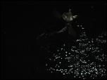 Click on one of the size names above to enlarge this image Click on one of the size names above to enlarge this image